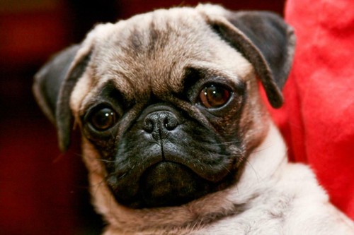 Cute pug glossy - cute, picture