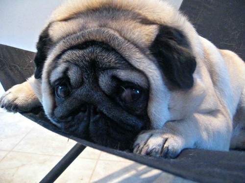 Cute pug glossy poster - pug,