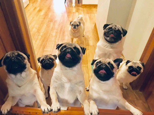 Cute pug wall print photo - cute,