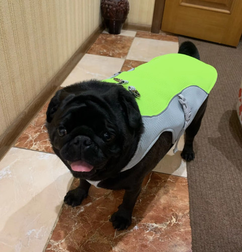 Pug cooling vest harness - pug,