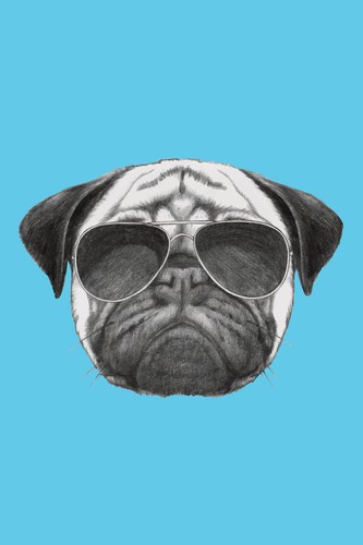 Cool pug dog with - dog, sunglasses