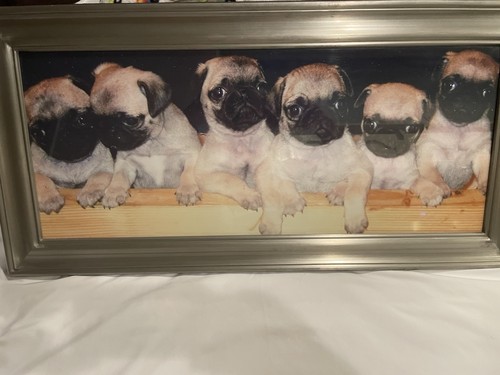 Cute pug glossy poster - pug,