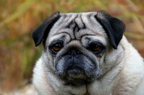 Cute pug glossy poster picture - glossy,