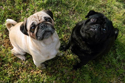 Cute pug glossy - cute,