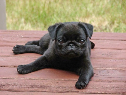 Cute pug puppy - cute, dog