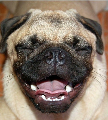 Happy pug glossy poster - happy,